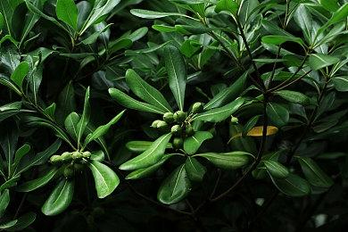 《赛博朋克2077》下次更新不包含新游戏+或PS5 Pro支持